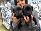 Safkan canecorso yavrularımız