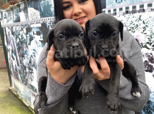 Safkan canecorso yavrularımız