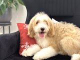 Multigenerational Goldendoodle Türkiyede Tek