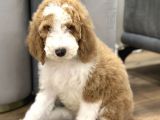 Giant Royal Colour Chinese Poodle Puppies