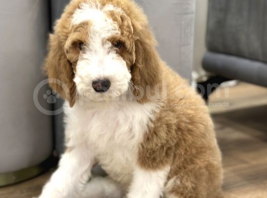 Giant Royal Colour Chinese Poodle Puppies görsel