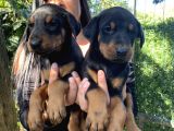 King Doberman Yavrularımız