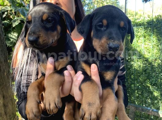 King Doberman Yavrularımız görsel