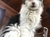 Güzel Huylu Gerçek Safkan Maine Coon