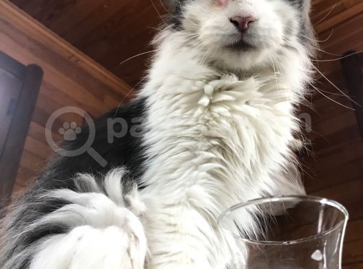 Güzel Huylu Gerçek Safkan Maine Coon görsel