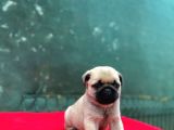 A Kalite Gül Kuyruk Basık Burun Pug Yavru
