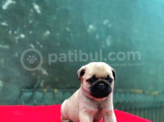 A Kalite Gül Kuyruk Basık Burun Pug Yavru görsel