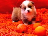 Secereli a kalite welsh corgi pembroke yavrular