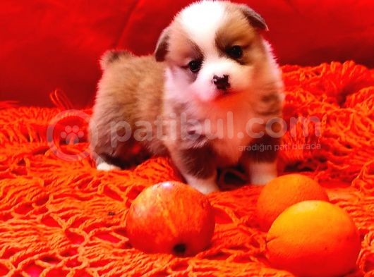 Secereli A Kalite Welsh Corgi Pembroke Yavrular