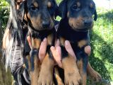 King Doberman Yavrularımız