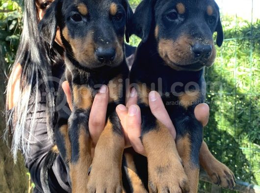 King Doberman Yavrularımız görsel