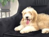 Multigenerational Goldendoodle Türkiyede Tek