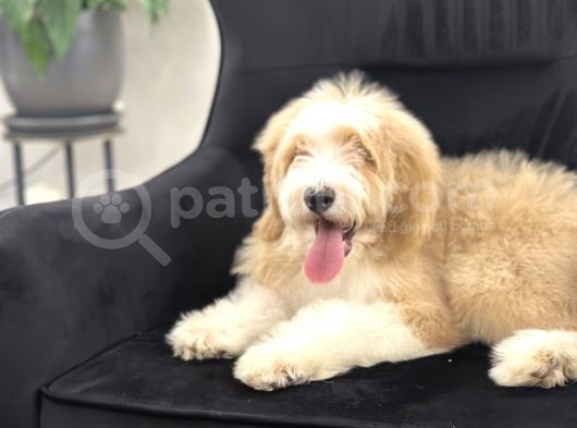 Multigenerational Goldendoodle Türkiyede Tek görsel