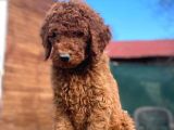 Kaniş yavruları değil gerçek labradoodle yavrularımız