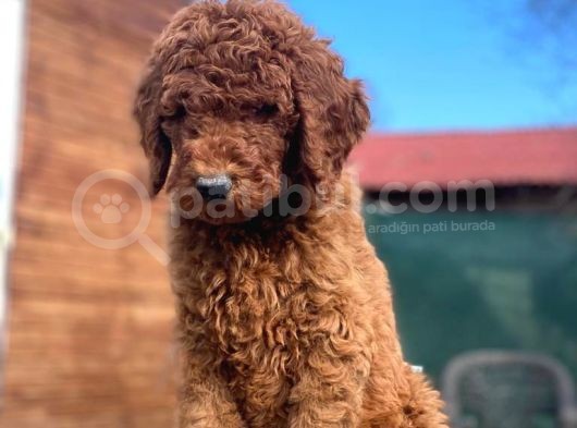 Kaniş Yavruları Değil Gerçek Labradoodle Yavrularımız