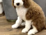 Giant Royal Colour Chinese Poodle Puppies