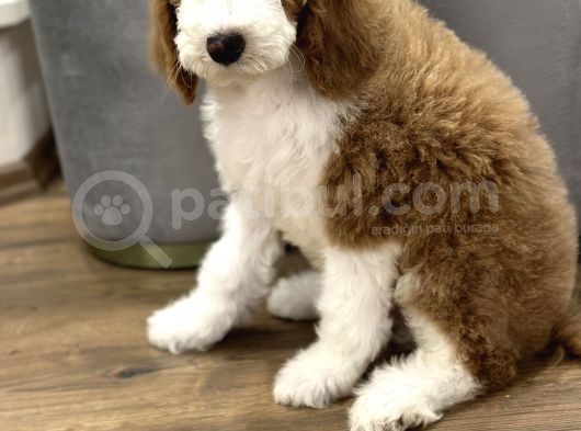 Giant Royal Colour Chinese Poodle Puppies görsel