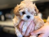Anne Baba 2 Kore Kanı Maltipoo Yavrularımız