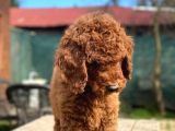 Kaniş Yavruları Değil Gerçek Labradoodle Yavrularımız