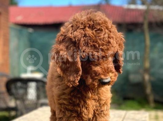 Kaniş Yavruları Değil Gerçek Labradoodle Yavrularımız görsel