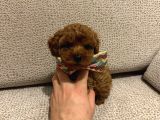 Dark Red Brown Toy Poodle Bebekleri̇mi̇z