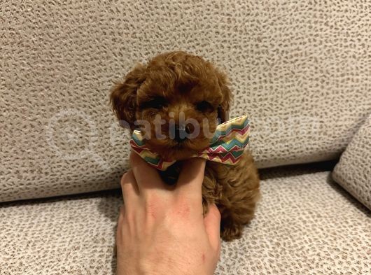 Dark Red Brown Toy Poodle Bebekleri̇mi̇z görsel