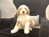 Medium boy Labradoodle multigenerational yavrular