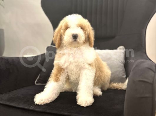 Medium Boy Labradoodle Multigenerational Yavrular