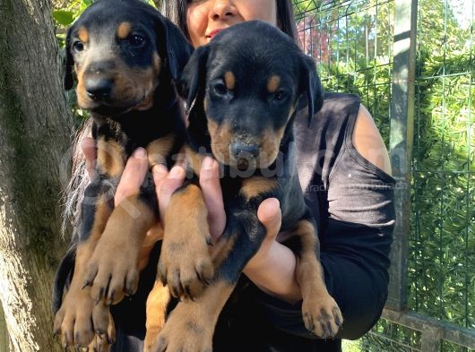 King Doberman Yavrularımız görsel