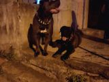 Fabrika Canavarı Dev Cane Corsa Yavru
