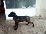 Fabrika Canavarı Dev Cane Corsa Yavru