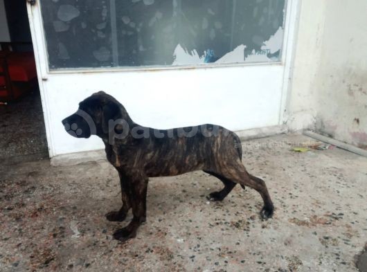 Fabrika Canavarı Dev Cane Corsa Yavru görsel