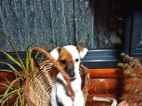 Maske Fi̇lmi̇ni̇n Kahramani Erkek Jack Russell