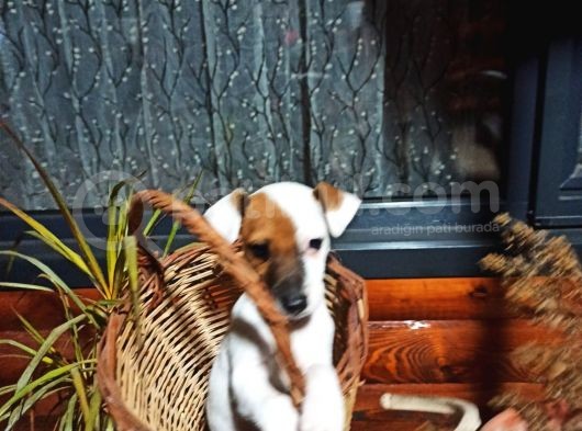 Maske Fi̇lmi̇ni̇n Kahramani Erkek Jack Russell görsel