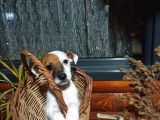 Maske Fi̇lmi̇ni̇n Kahramani Erkek Jack Russell