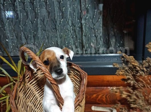 Maske Fi̇lmi̇ni̇n Kahramani Erkek Jack Russell görsel