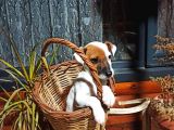 Maske Fi̇lmi̇ni̇n Kahramani Erkek Jack Russell