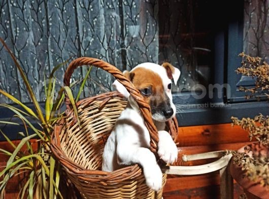 Maske Fi̇lmi̇ni̇n Kahramani Erkek Jack Russell görsel