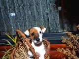 MASKE FİLMİNİN KAHRAMANI ERKEK JACK RUSSELL