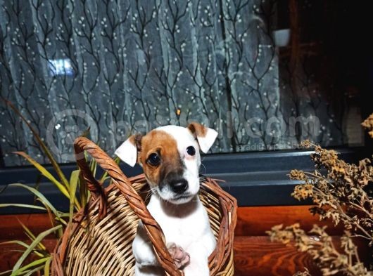 Maske Fi̇lmi̇ni̇n Kahramani Erkek Jack Russell