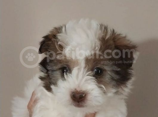 Maltipoo Bebeğimiz Yeni Yuvasına Gitmeye Hazır görsel