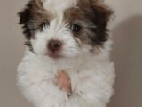 Maltipoo Bebeğimiz Yeni Yuvasına Gitmeye Hazır