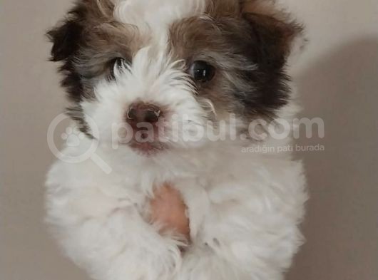 Maltipoo Bebeğimiz Yeni Yuvasına Gitmeye Hazır görsel