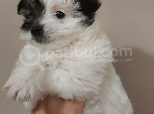 Maltipoo Bebeğimiz Yeni Yuvasına Gitmeye Hazır görsel