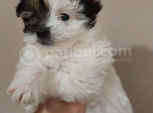 Maltipoo Bebeğimiz Yeni Yuvasına Gitmeye Hazır görsel