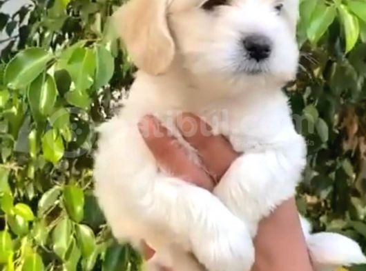 Vonalpet Garanti̇si̇yle Mükemmel Kali̇tede Maltese Terri̇er  Yavrularimiz görsel