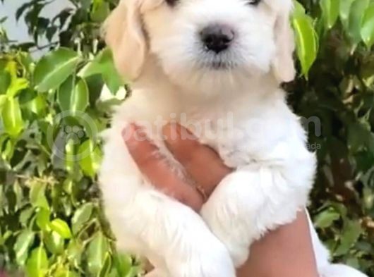 Vonalpet Garanti̇si̇yle Mükemmel Kali̇tede Maltese Terri̇er  Yavrularimiz görsel