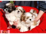 VONALPET GARANTİSİYLE MÜKEMMEL KALİTEDE SHİH TZU   YAVRULARIMIZ