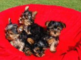 Vonalpet Garanti̇si̇yle Mükemmel Kali̇tede Yorkshi̇re Terri̇er   Yavrularimiz
