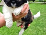 Vonalpet Garanti̇si̇yle Mükemmel Kali̇tede Shi̇h Tzu   Yavrularimiz